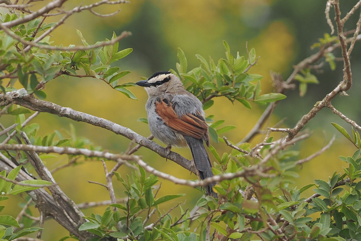 Black-crowned Tchagra - ML620167914