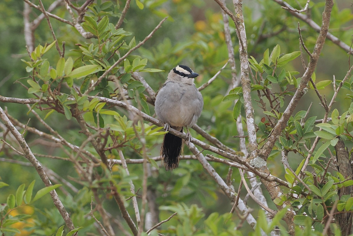 Black-crowned Tchagra - ML620167915