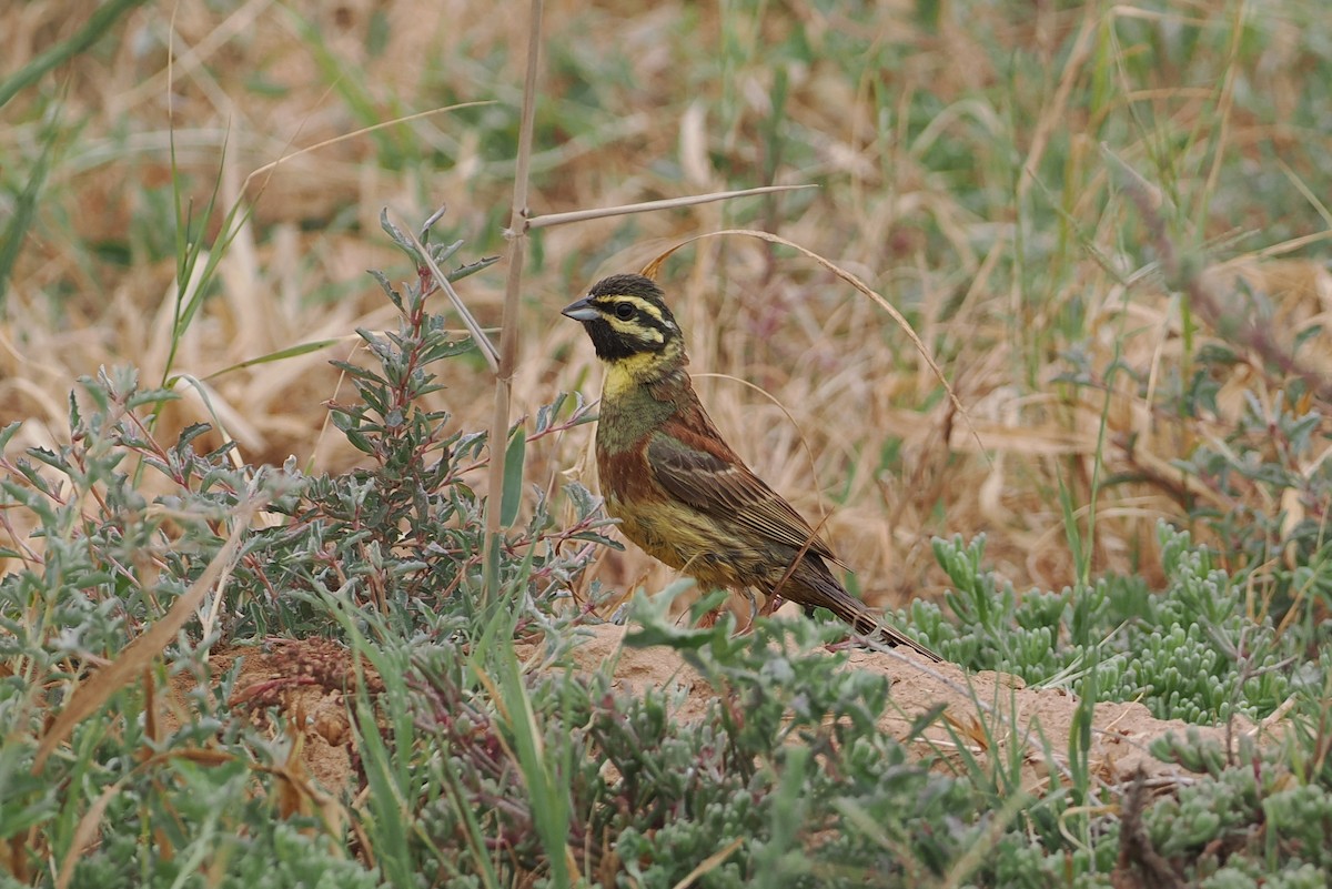 Cirl Bunting - ML620167921