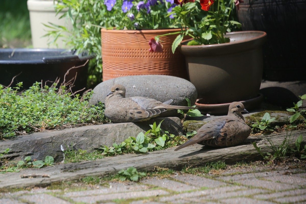 Mourning Dove - ML620167927