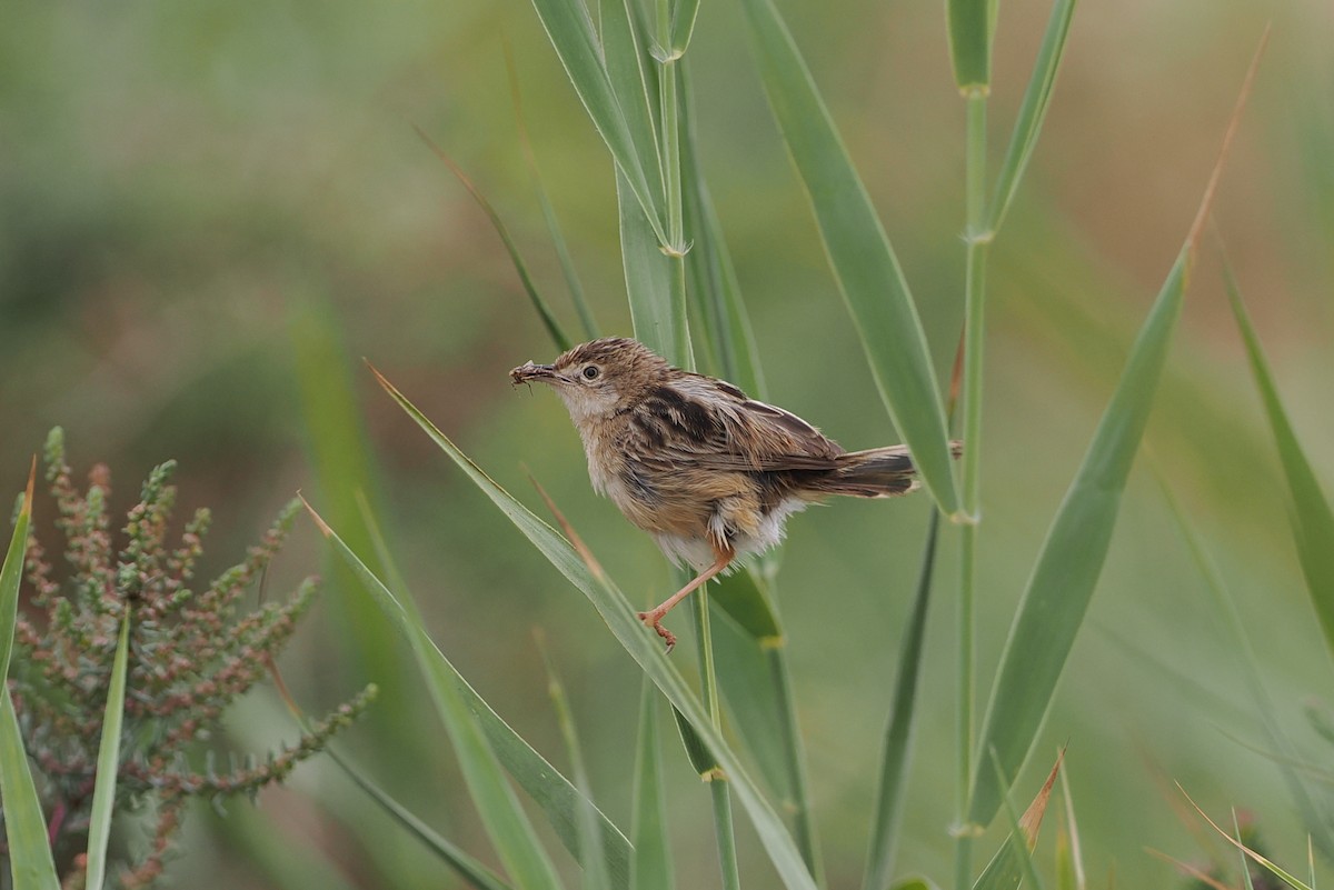 Zitting Cisticola - ML620167931