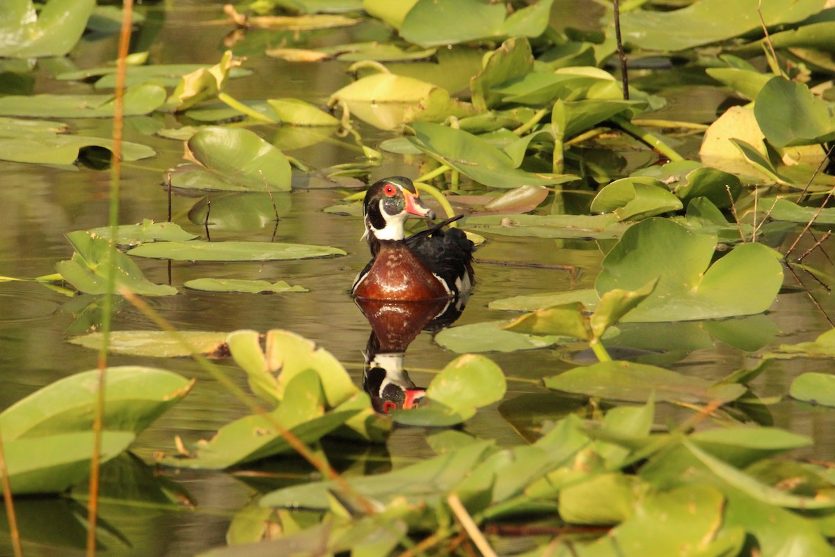 Wood Duck - ML620167943