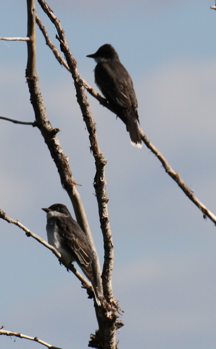 Eastern Kingbird - ML620167963