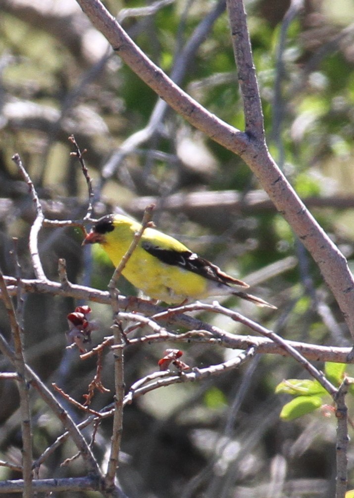 Chardonneret jaune - ML620167967