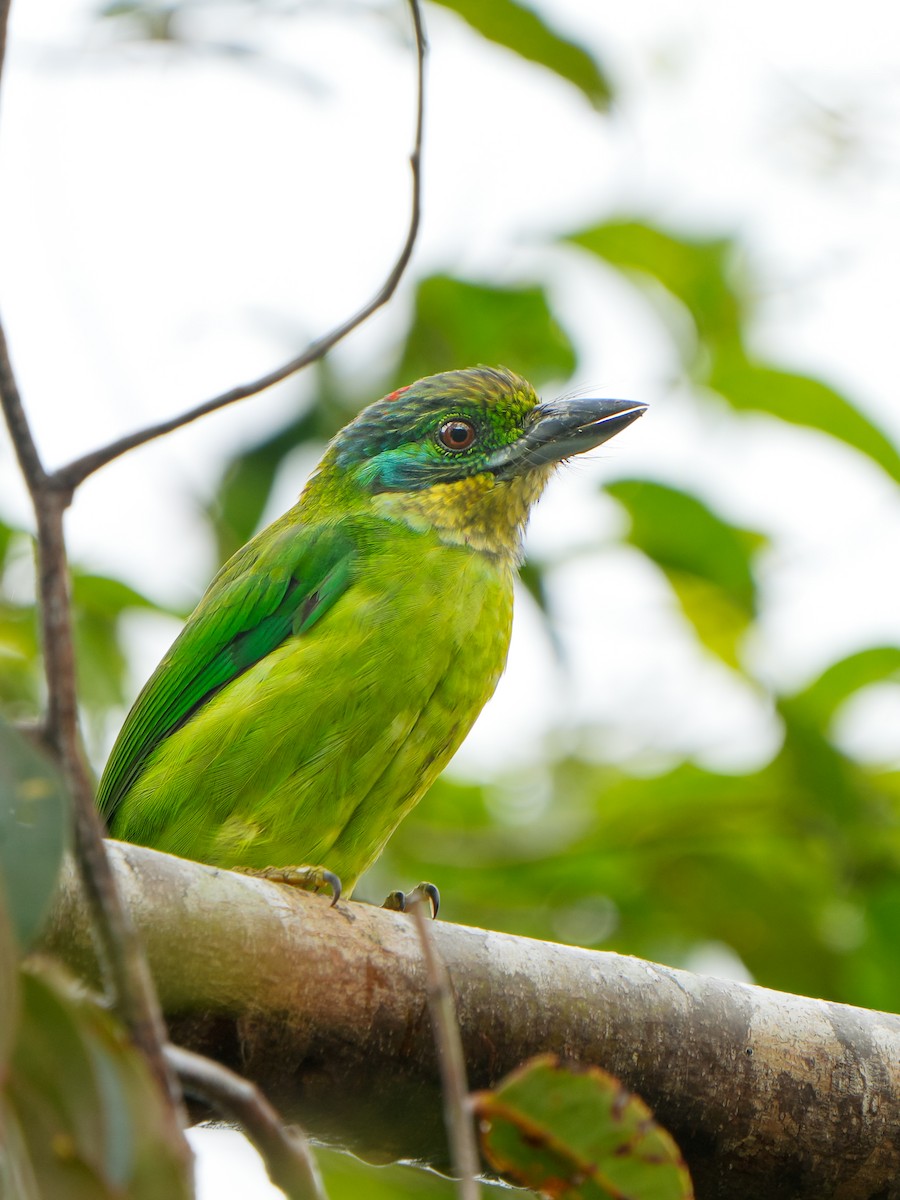 Borneobartvogel - ML620167968
