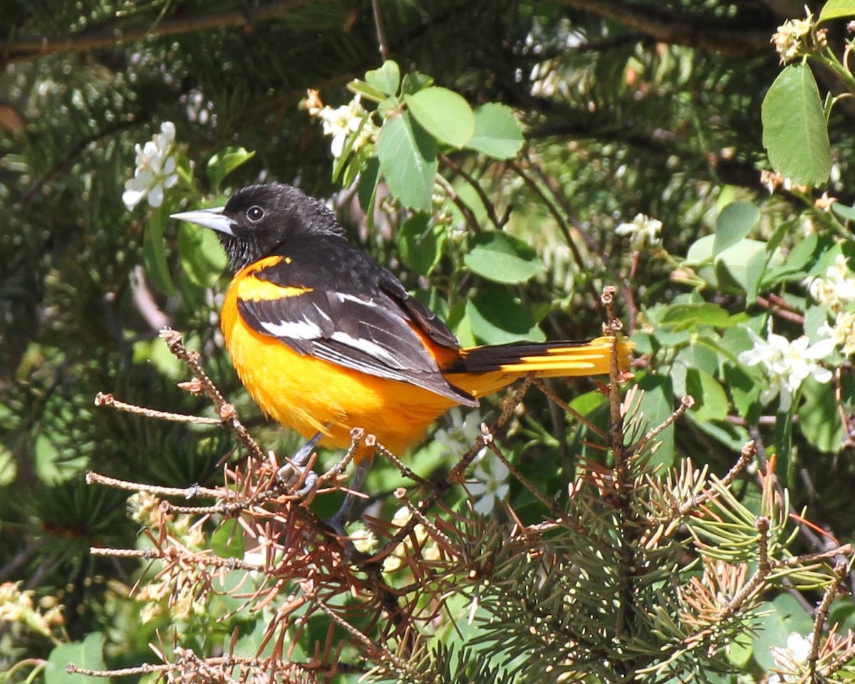 Baltimore Oriole - ML620167970