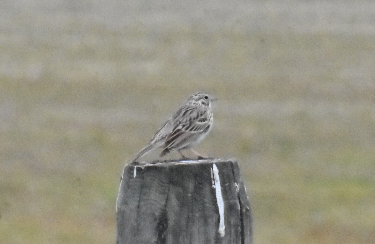 Vesper Sparrow - ML620167973