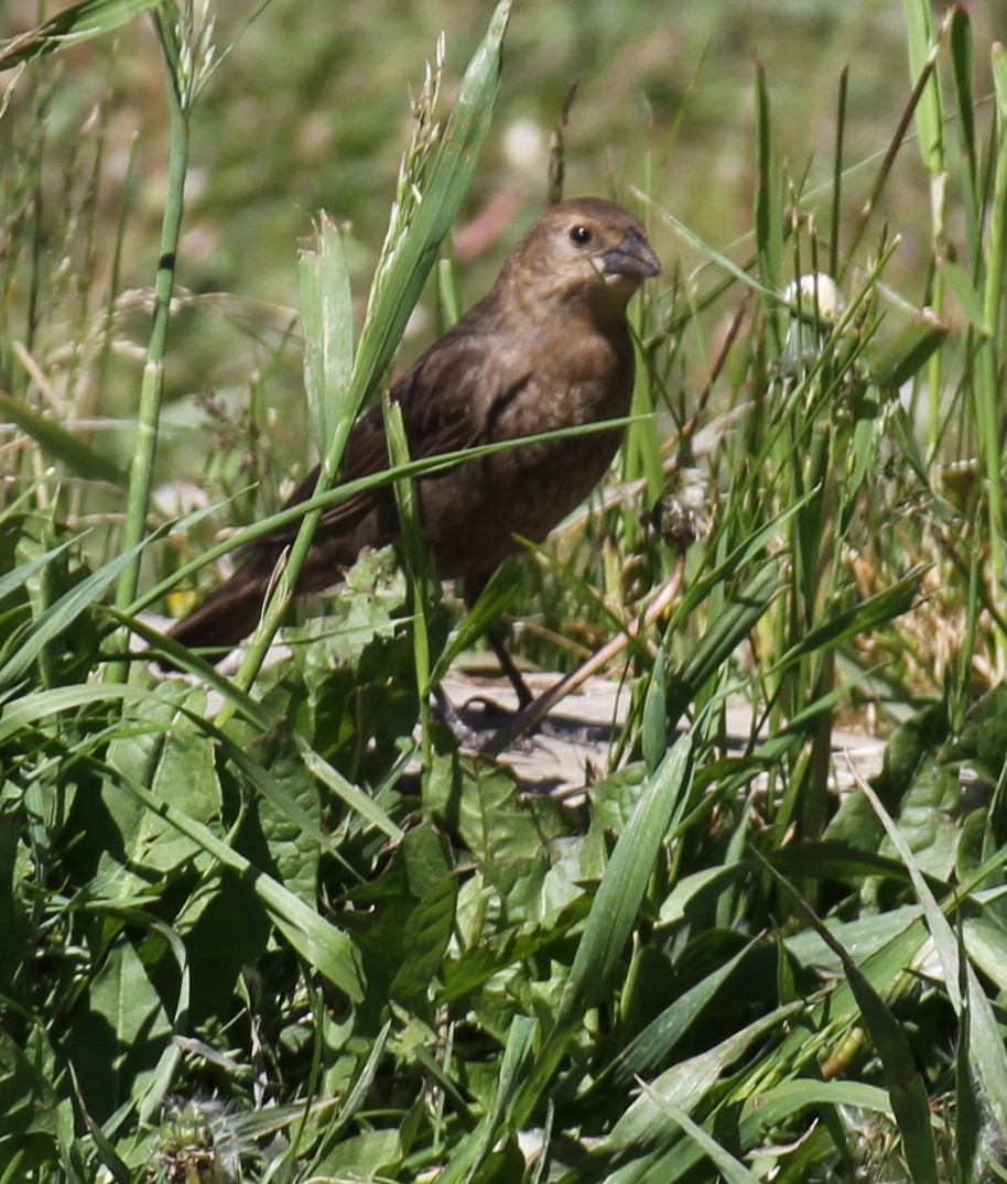 Braunkopf-Kuhstärling - ML620167975