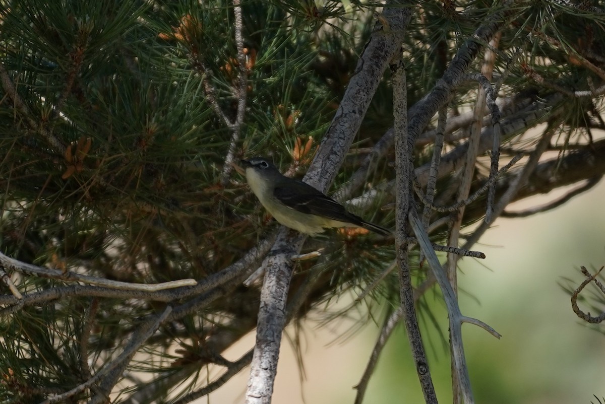 Cassinvireo - ML620167977