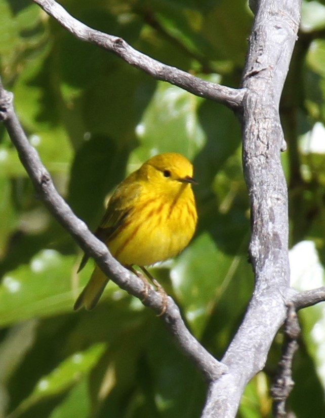 Paruline jaune - ML620167979