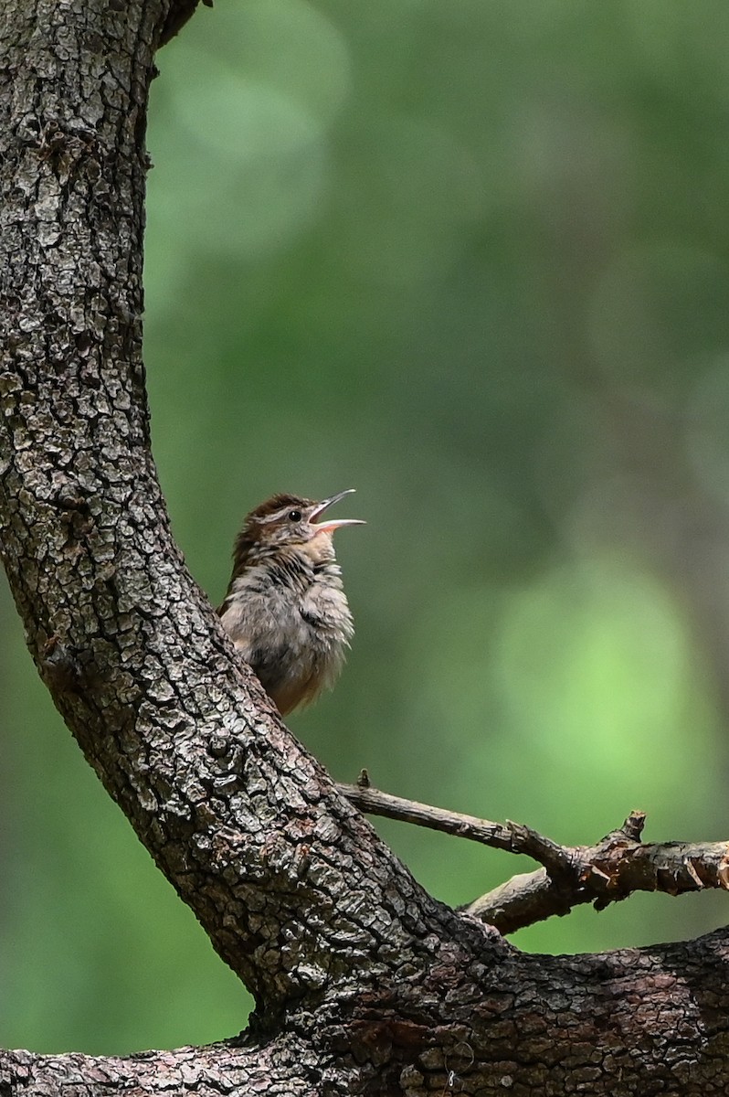 Carolina Wren - ML620167988