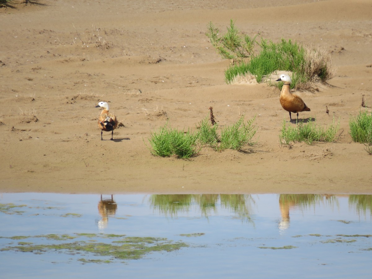 Ruddy Shelduck - ML620167995