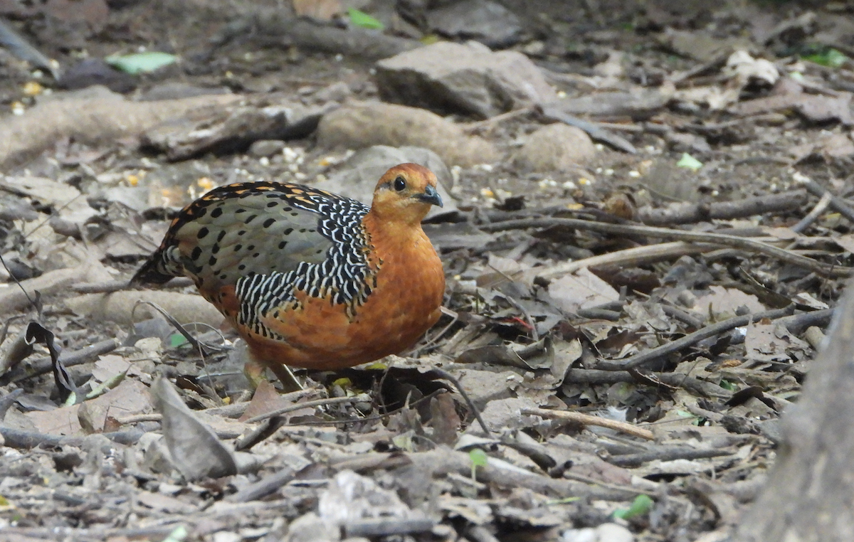 Ferruginous Partridge - ML620168007