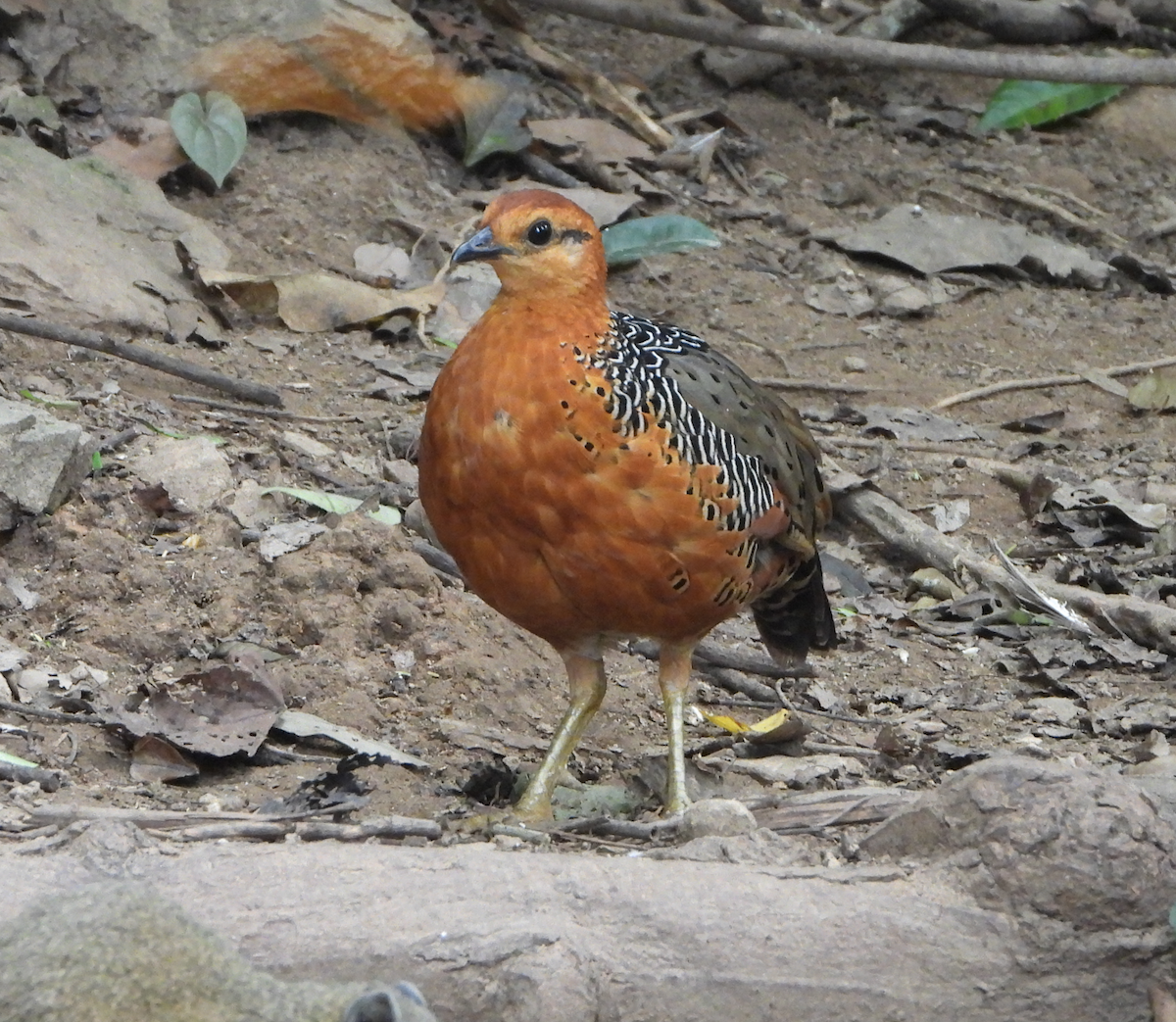 Ferruginous Partridge - ML620168021