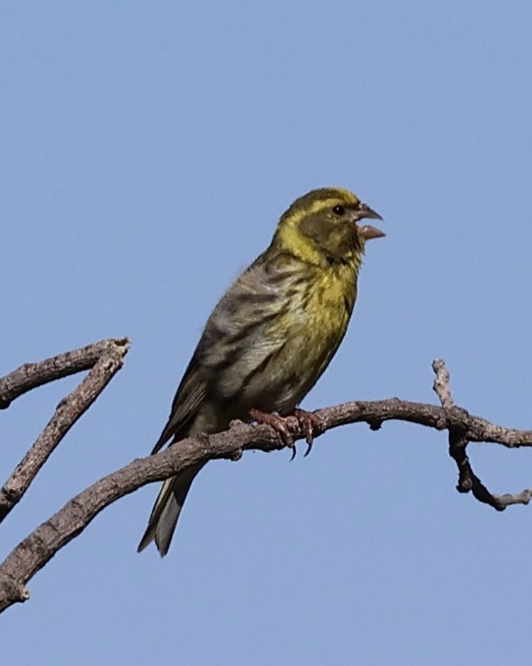 European Serin - ML620168022