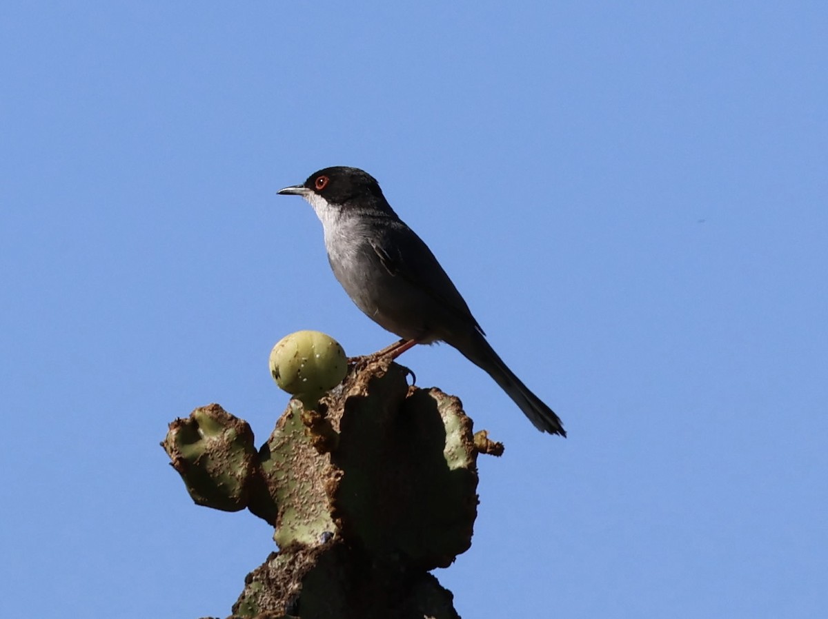 Sardinian Warbler - ML620168026