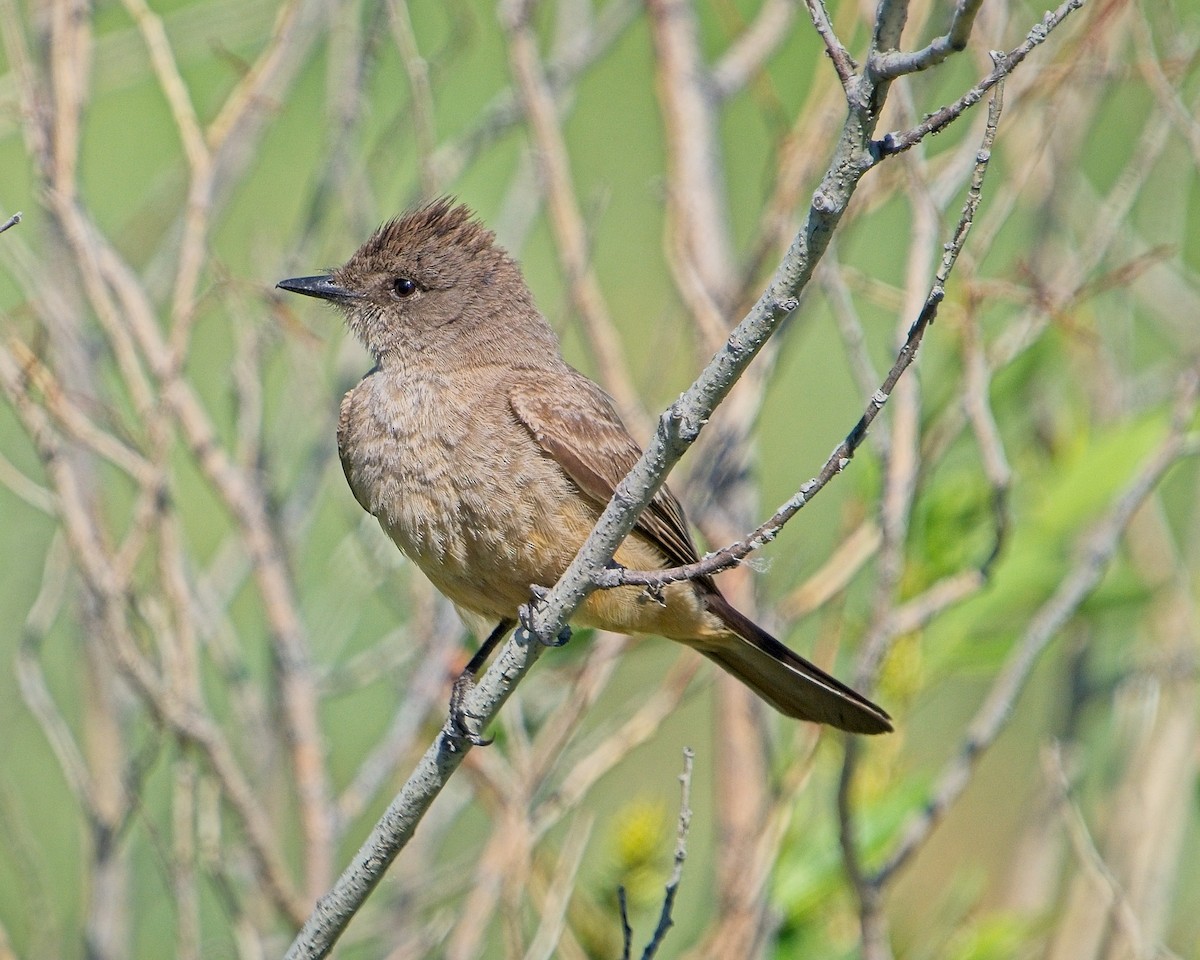 Say's Phoebe - ML620168030