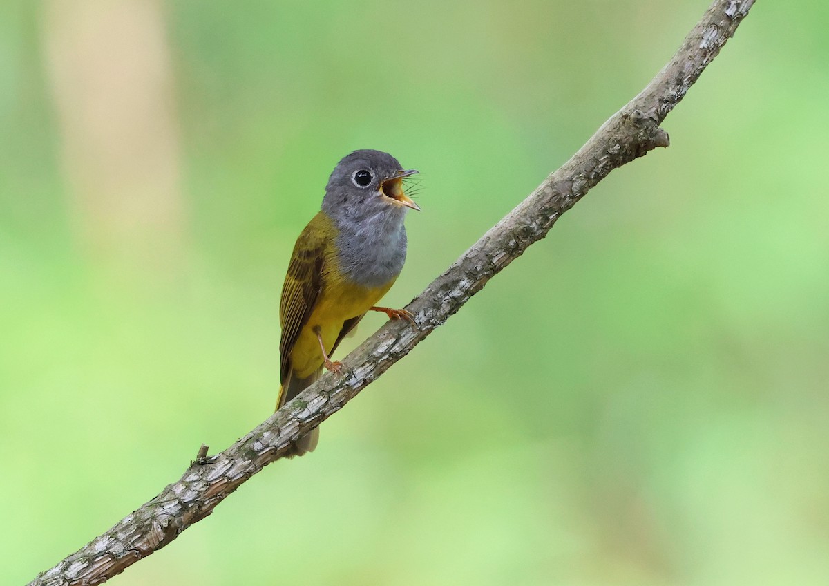 Gray-headed Canary-Flycatcher - ML620168033