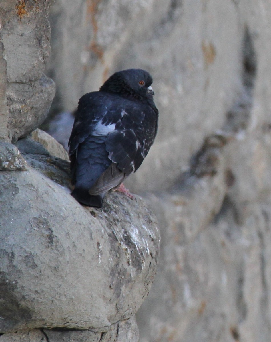 Rock Pigeon (Feral Pigeon) - ML620168037