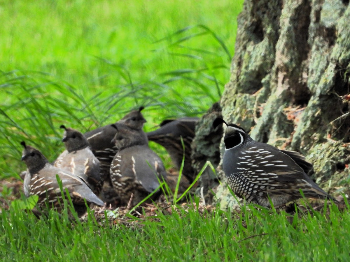 California Quail - ML620168040