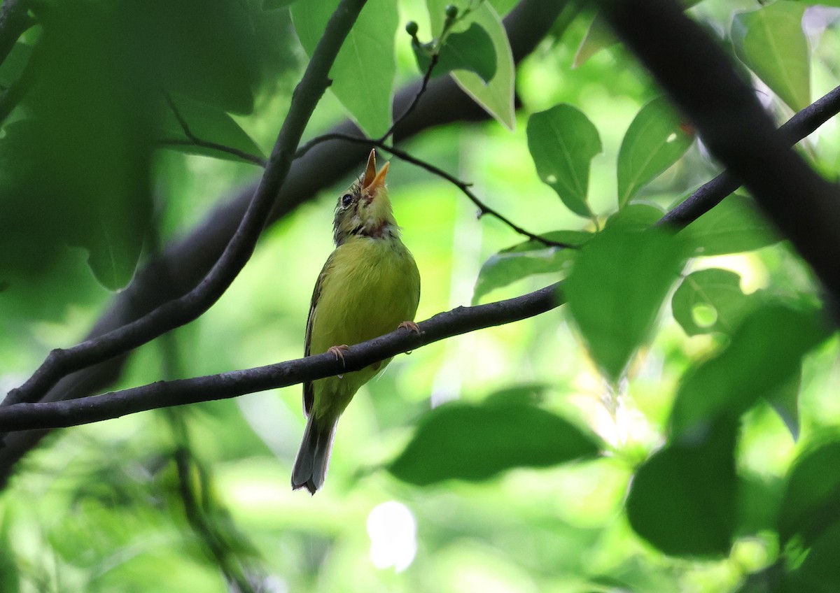 Alström's Warbler - ML620168042