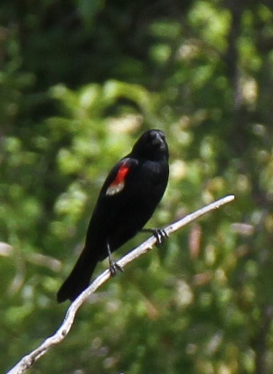 Red-winged Blackbird - ML620168044