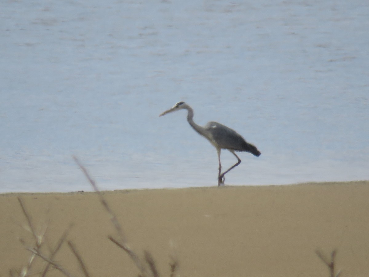 Gray Heron - ML620168045