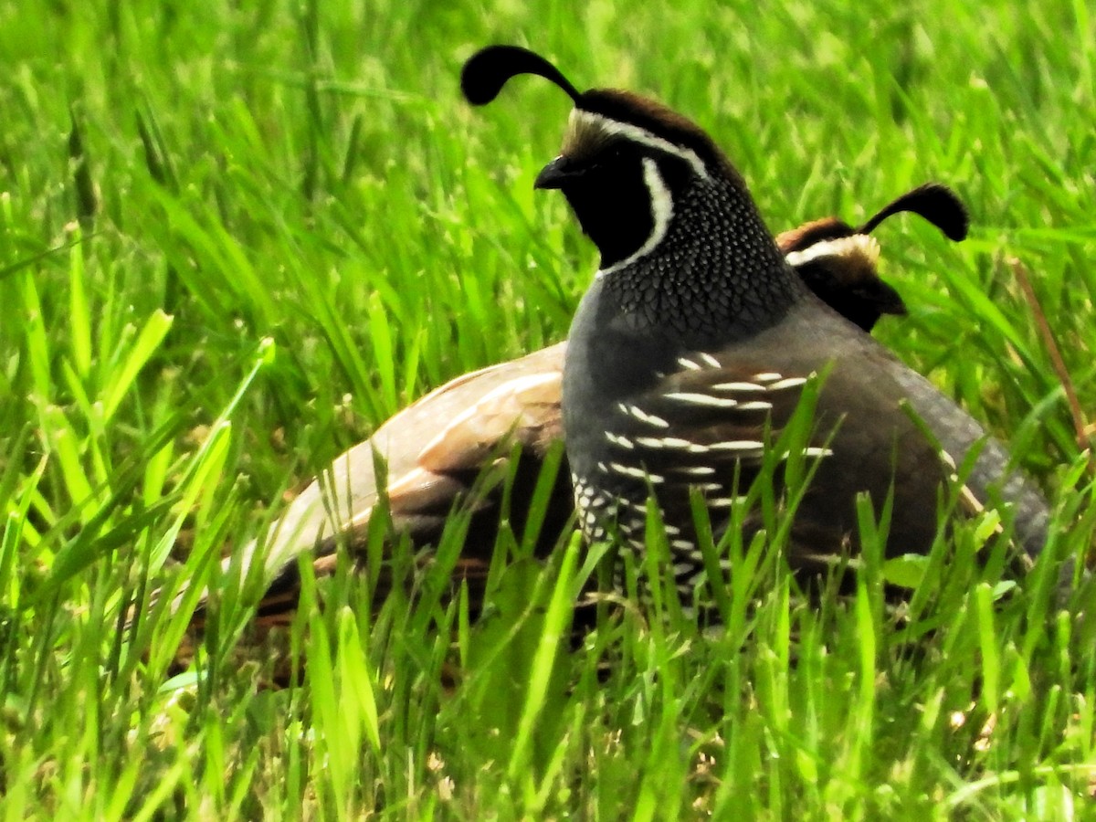 California Quail - ML620168046