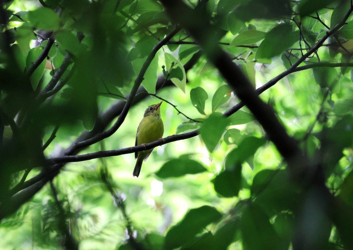 Alström's Warbler - ML620168047