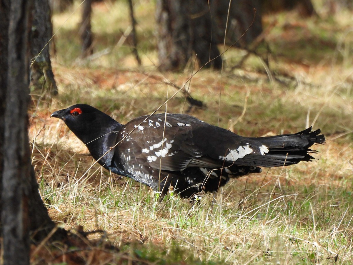 Black-billed Capercaillie - ML620168048