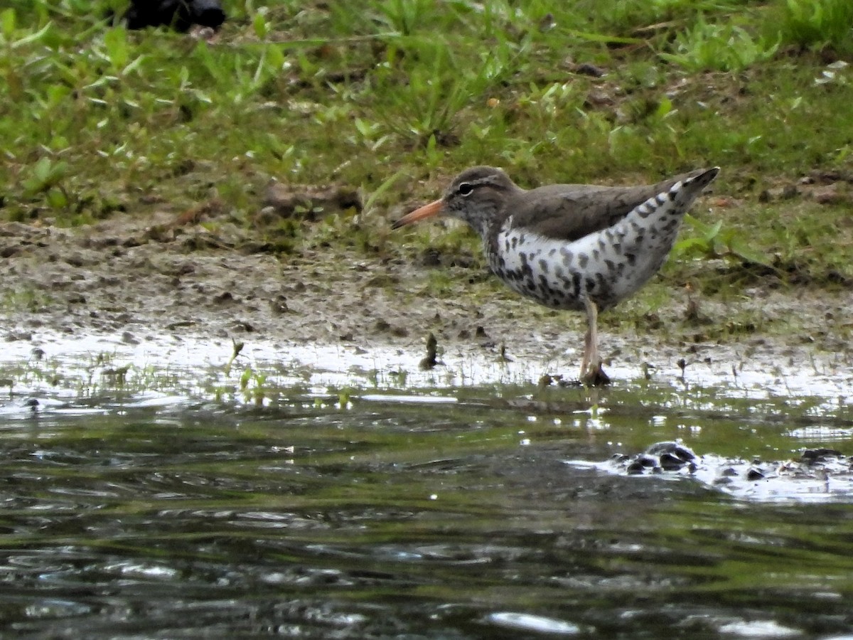 Spotted Sandpiper - ML620168053