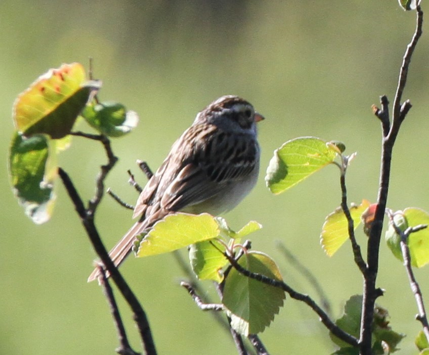 Clay-colored Sparrow - ML620168054