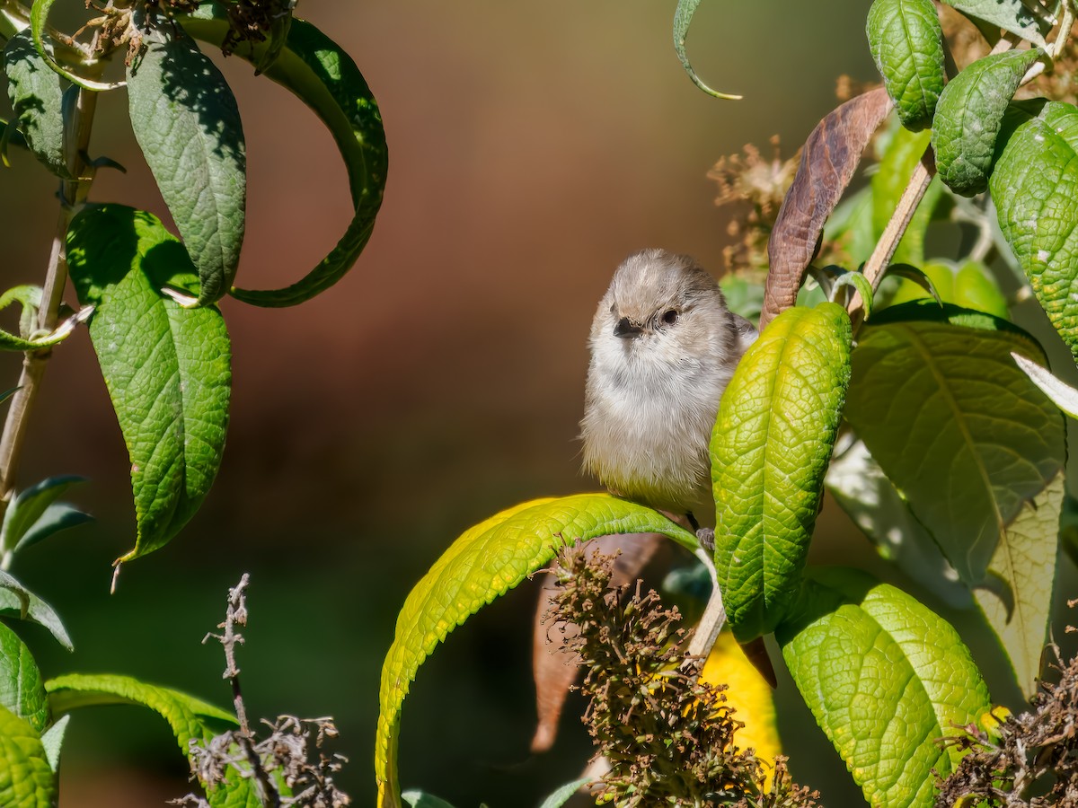 Bushtit - ML620168058