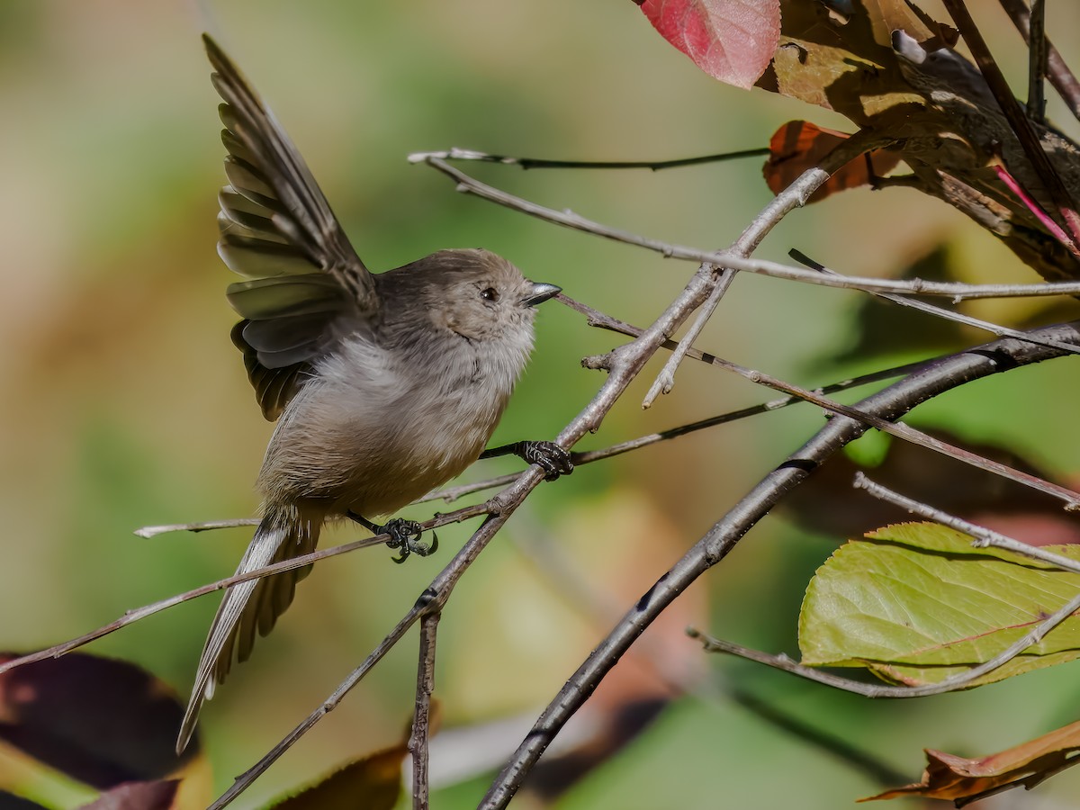 Bushtit - ML620168062