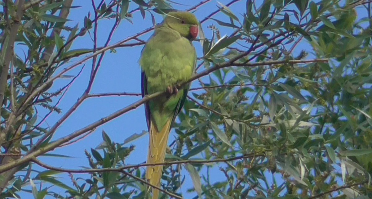 Yeşil Papağan - ML620168067