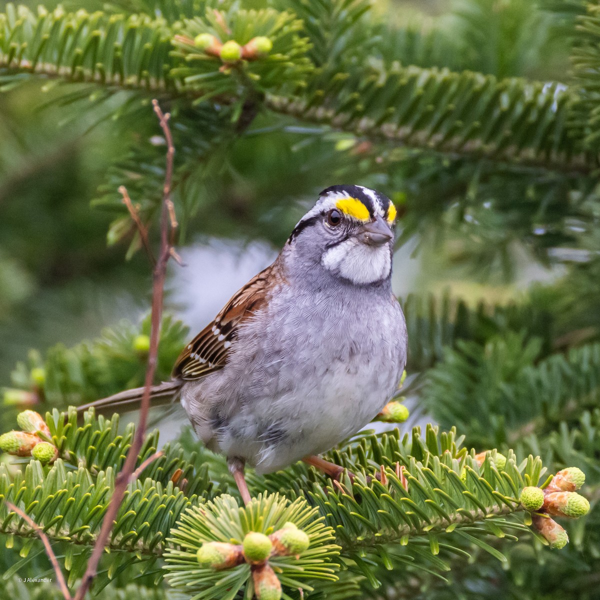 White-throated Sparrow - ML620168068