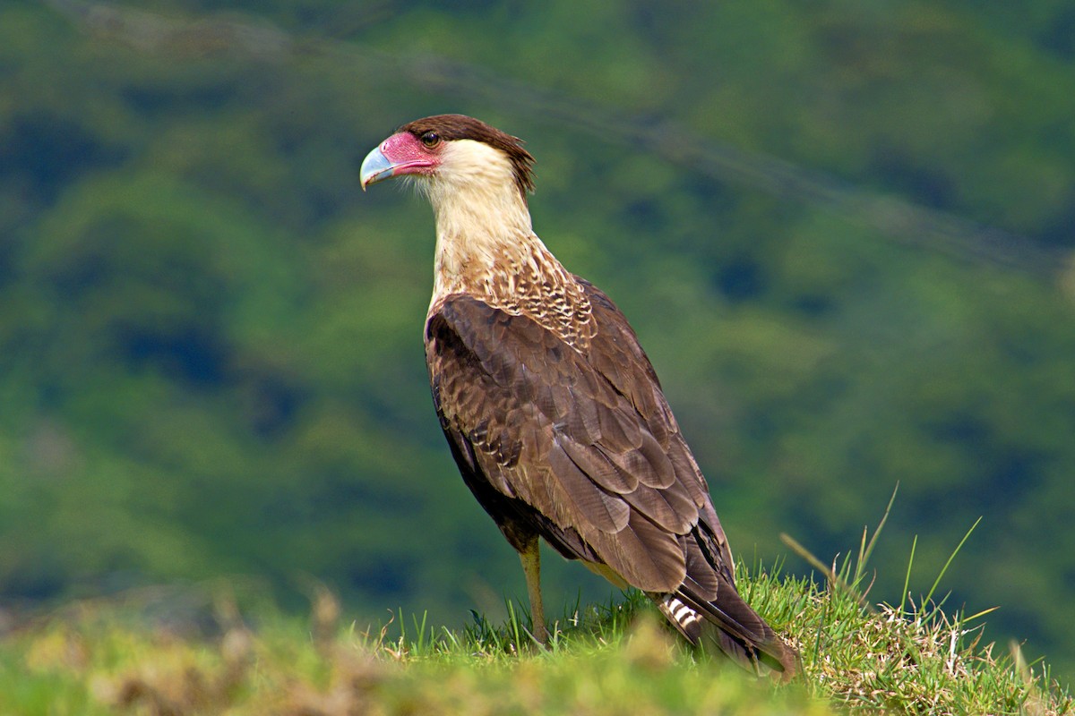 Schopfkarakara - ML620168069