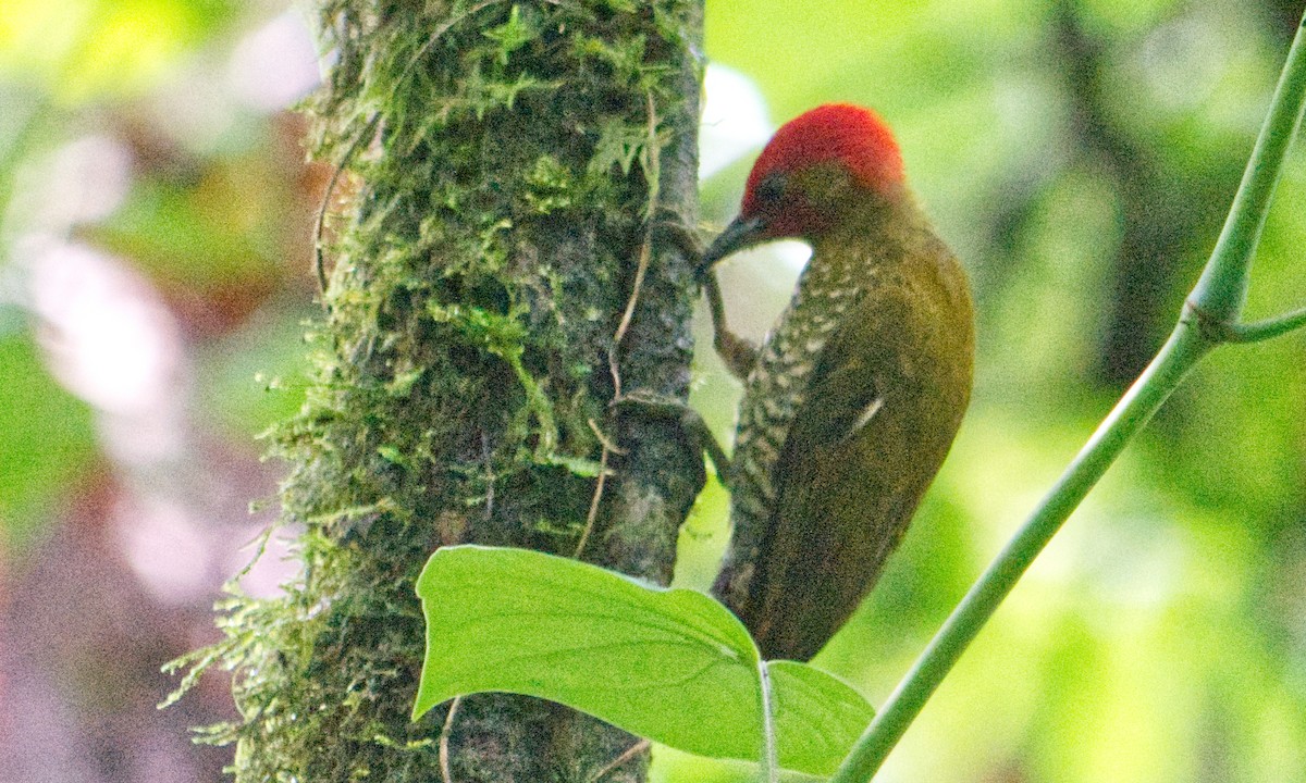 Rufous-winged Woodpecker - ML620168072
