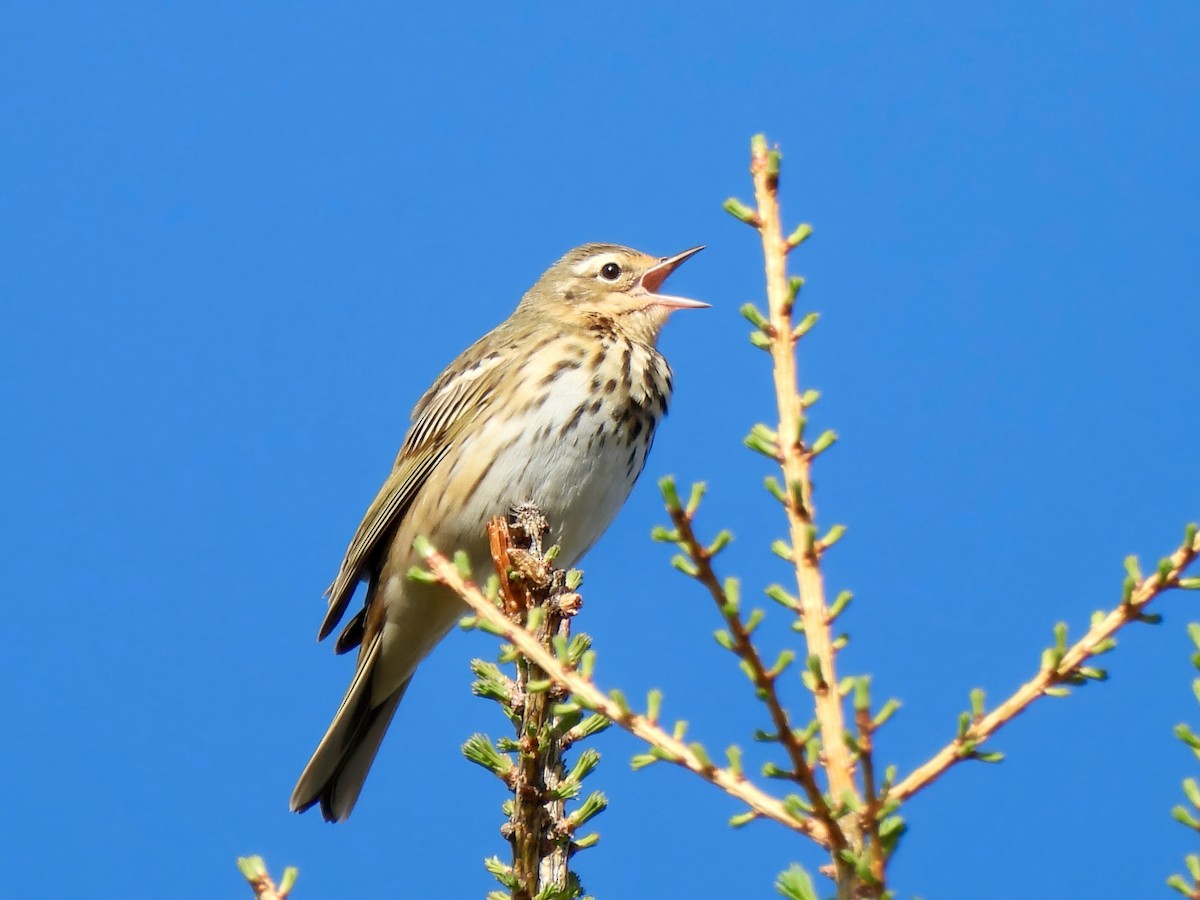 Olive-backed Pipit - ML620168074