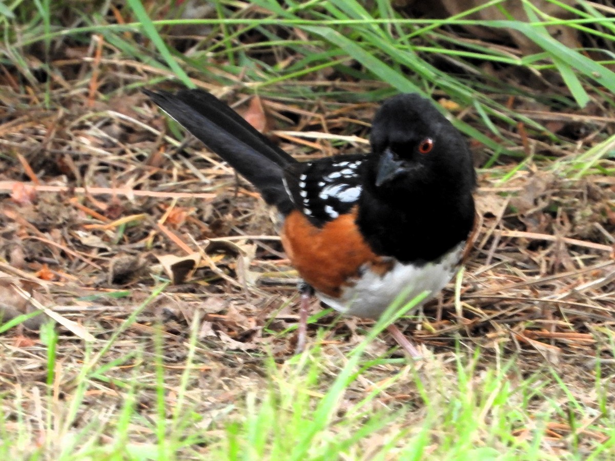 Spotted Towhee - ML620168080