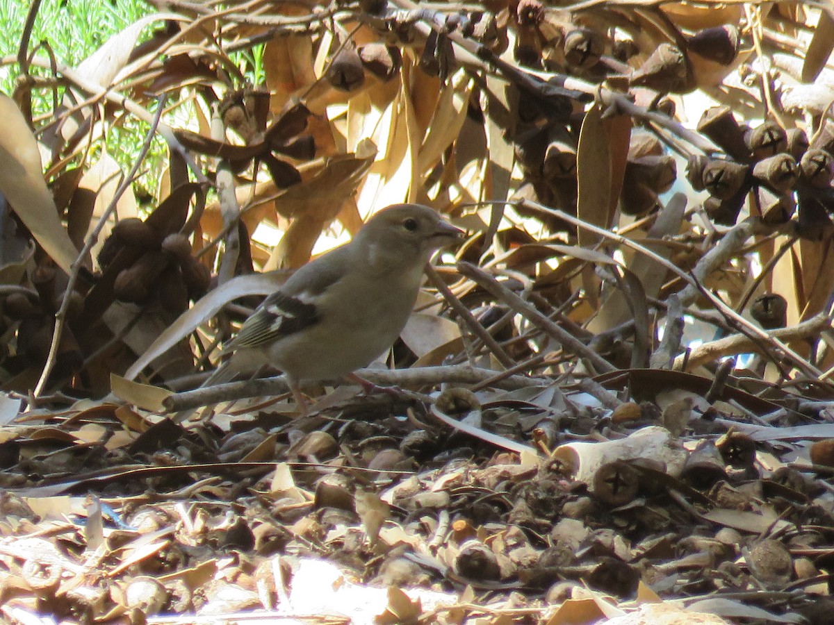 African Chaffinch - ML620168095