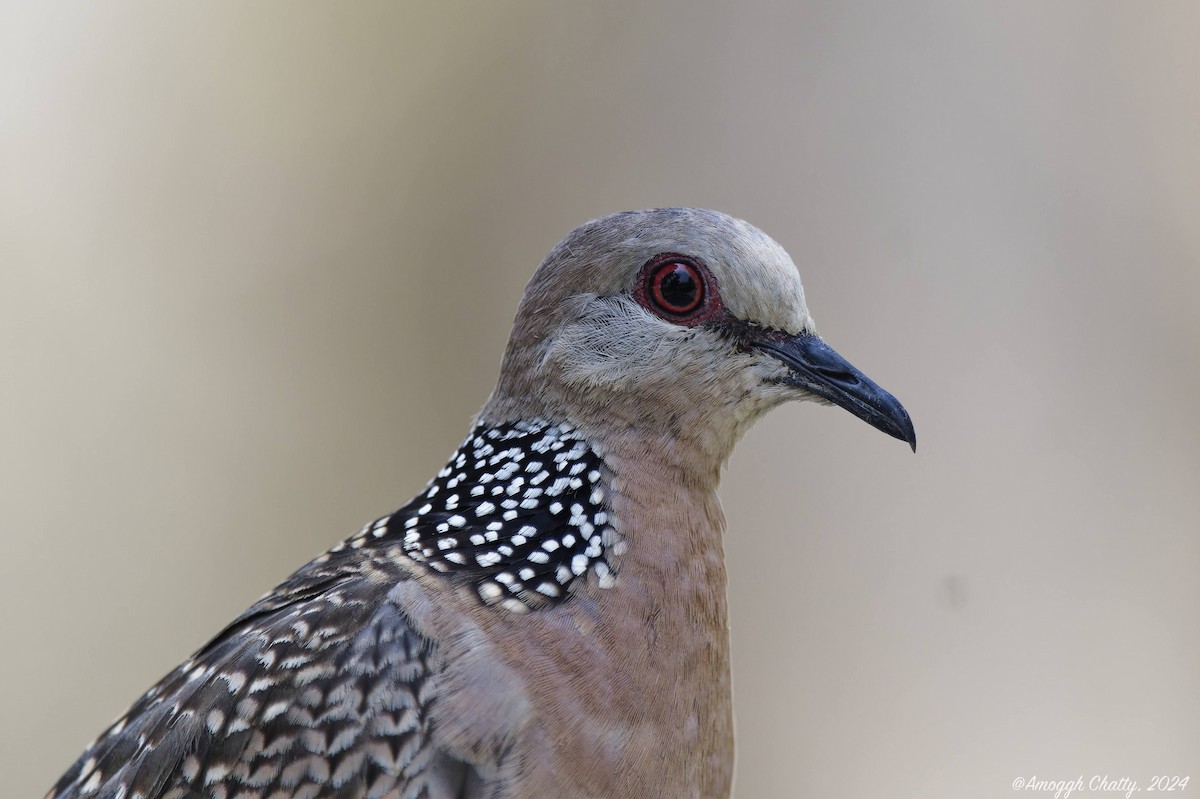 Spotted Dove - ML620168100
