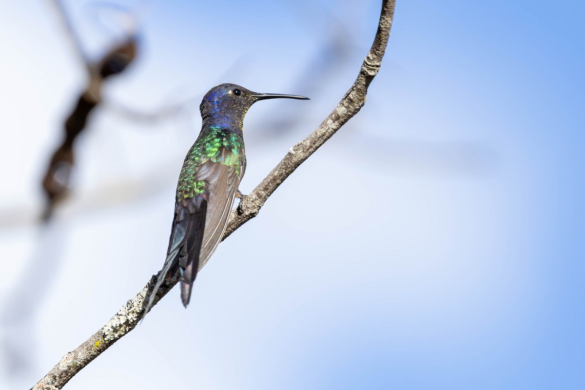 Swallow-tailed Hummingbird - ML620168102