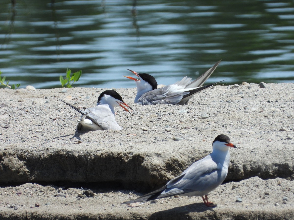 Common Tern - ML620168103