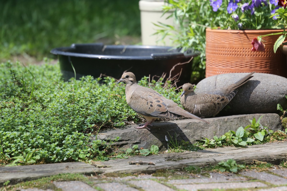 Mourning Dove - ML620168116