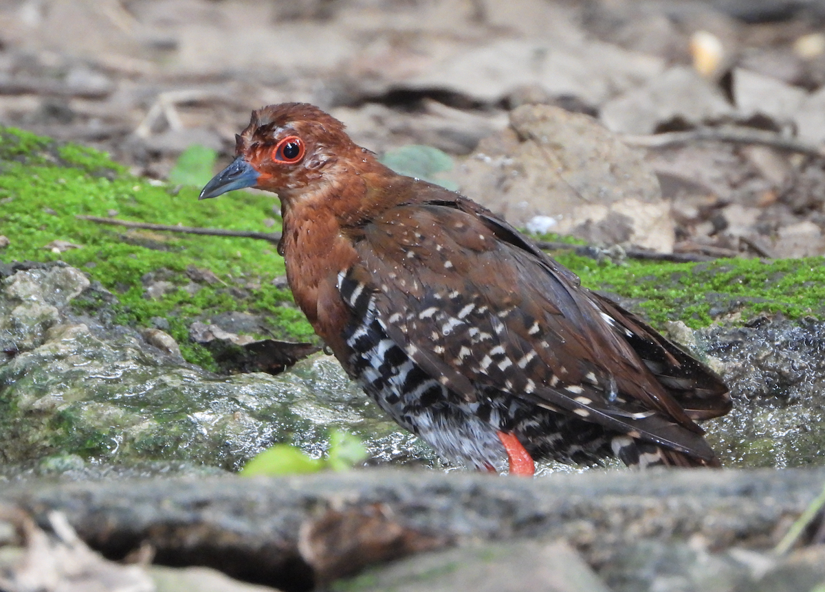 Red-legged Crake - ML620168117