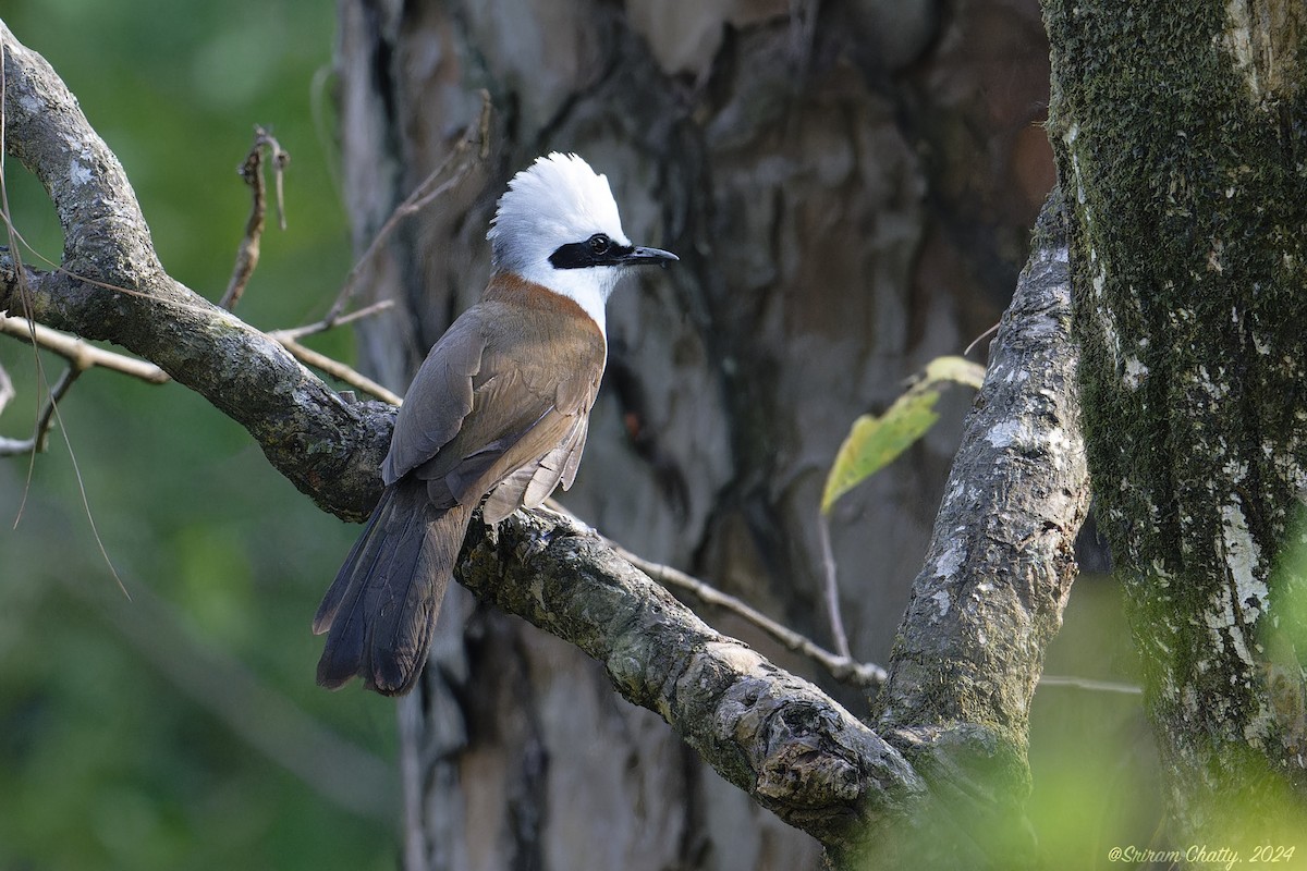 White-crested Laughingthrush - ML620168120