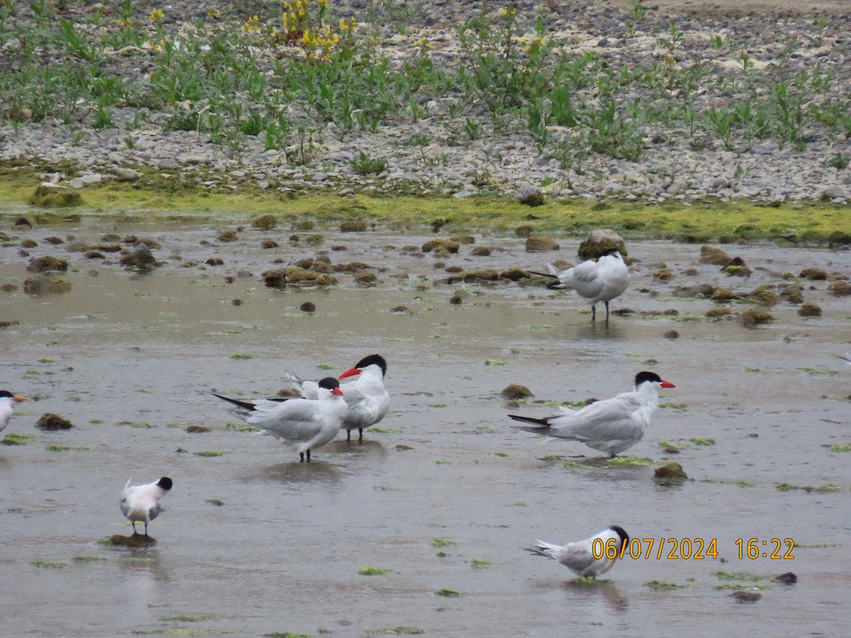 Caspian Tern - ML620168121