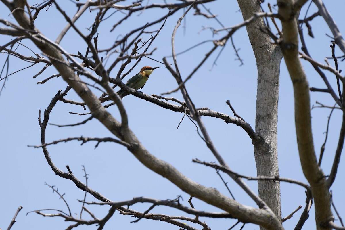 Chestnut-headed Bee-eater - ML620168122
