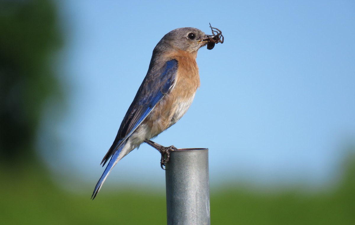 Eastern Bluebird - ML620168123